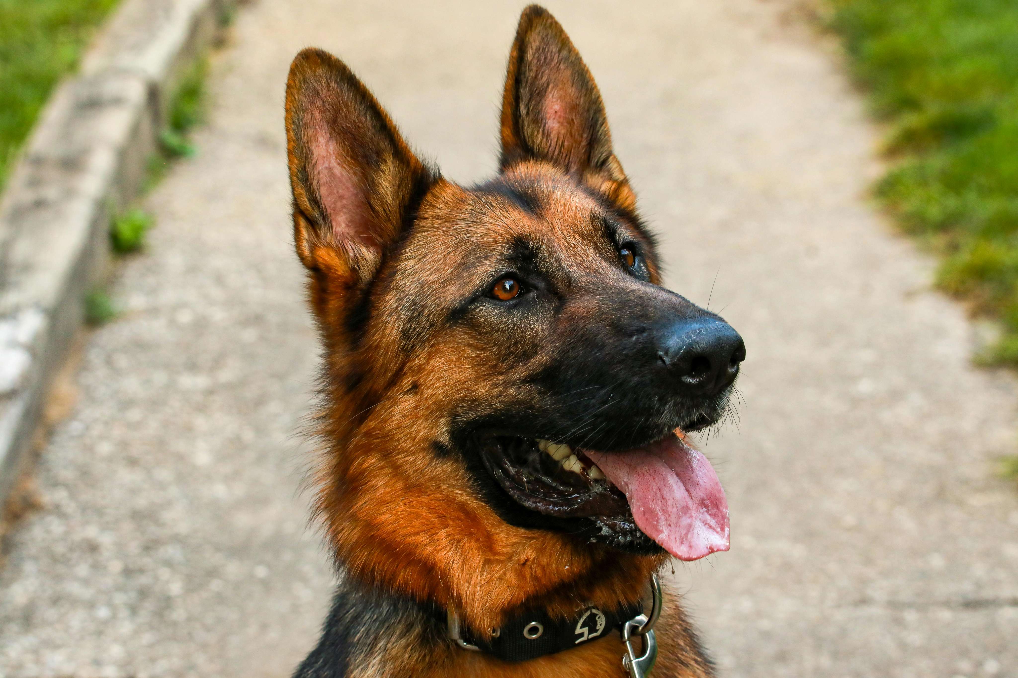 german shepherd & belgian malinois